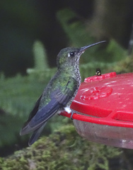 Taphrospilus hypostictus