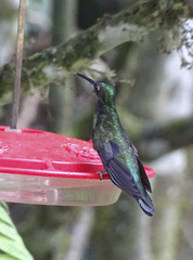 Campylopterus villaviscensio