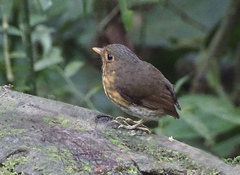 Grallaricula flavirostris