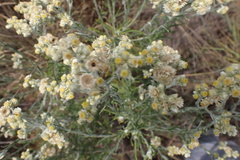 Pseudognaphalium oligandrum