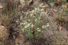 Pseudognaphalium oligandrum