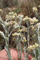 Pseudognaphalium oligandrum