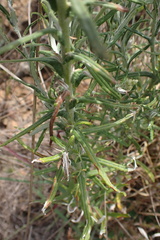 Pseudognaphalium oligandrum
