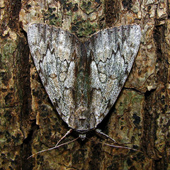 Catocala insolabilis
