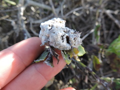 Crematogaster liengmei