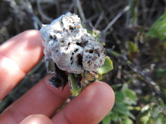 Crematogaster liengmei