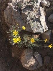 Tetraneuris argentea