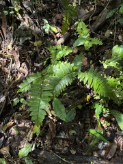 Adiantum latifolium