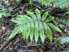 Goniopteris tetragona