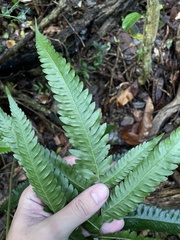 Goniopteris tetragona
