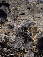 Eriogonum heermannii