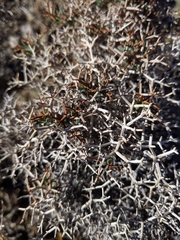 Eriogonum heermannii