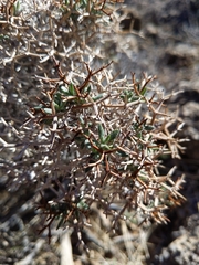 Eriogonum heermannii