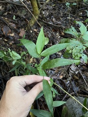 Lithachne pauciflora