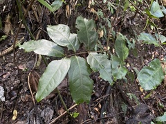 Heteropterys laurifolia