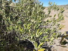 Olea exasperata