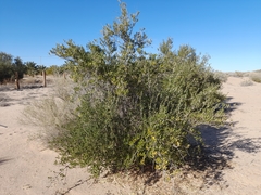 Olea exasperata