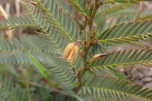 Fishbone cassia