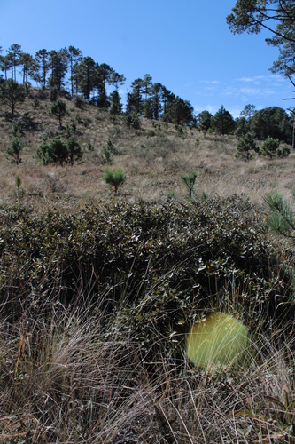 Quercus striatula (Quercus striatula)