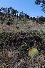 Quercus striatula
