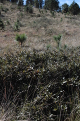 Quercus striatula