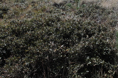 Quercus striatula