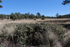 Quercus striatula