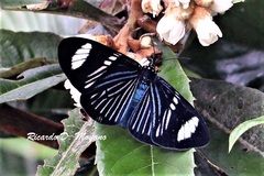 Hypocrita fenestraria