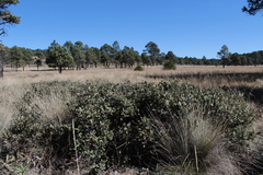 Quercus striatula