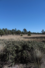 Quercus striatula