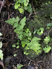 Asplenium pumilum
