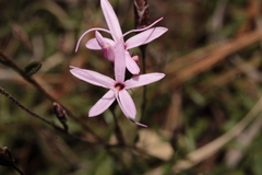 Carphochaete wislizeni