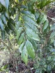 Casearia sylvestris