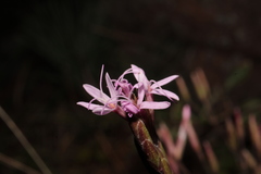 Carphochaete wislizeni