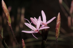 Carphochaete wislizeni