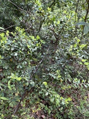 Erythroxylum brevipes