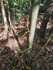 Pseudovanilla foliata