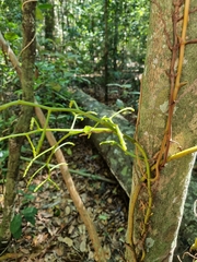 Pseudovanilla foliata