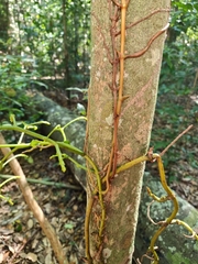 Pseudovanilla foliata
