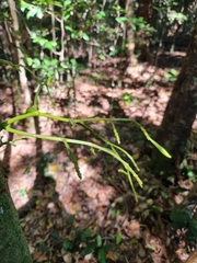 Pseudovanilla foliata