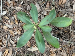 Myrsine cubana