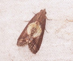 Lophoptera leucostriga