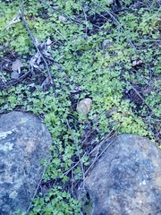 Alchemilla occidentalis