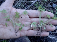 Alchemilla occidentalis