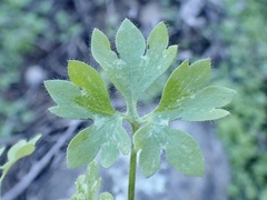 Alchemilla occidentalis