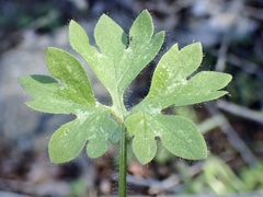 Alchemilla occidentalis