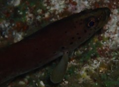 Rypticus subbifrenatus