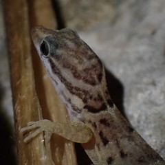 Gonatodes antillensis