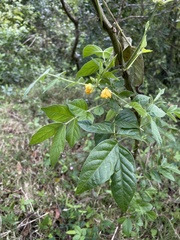 Senna hirsuta