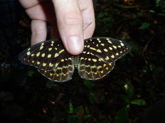 Lexias